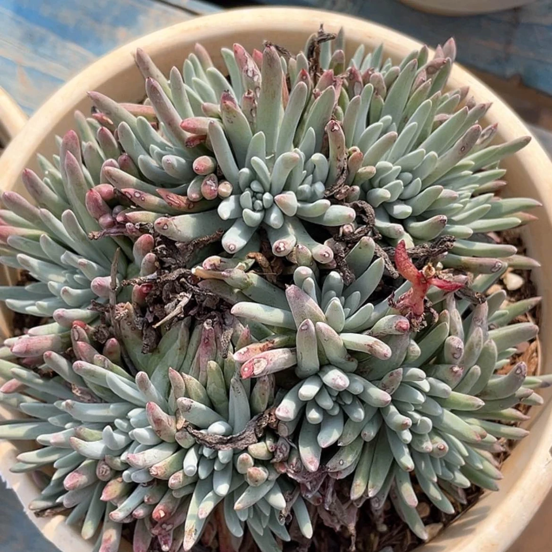 【闪购商品】5374雪花老庄