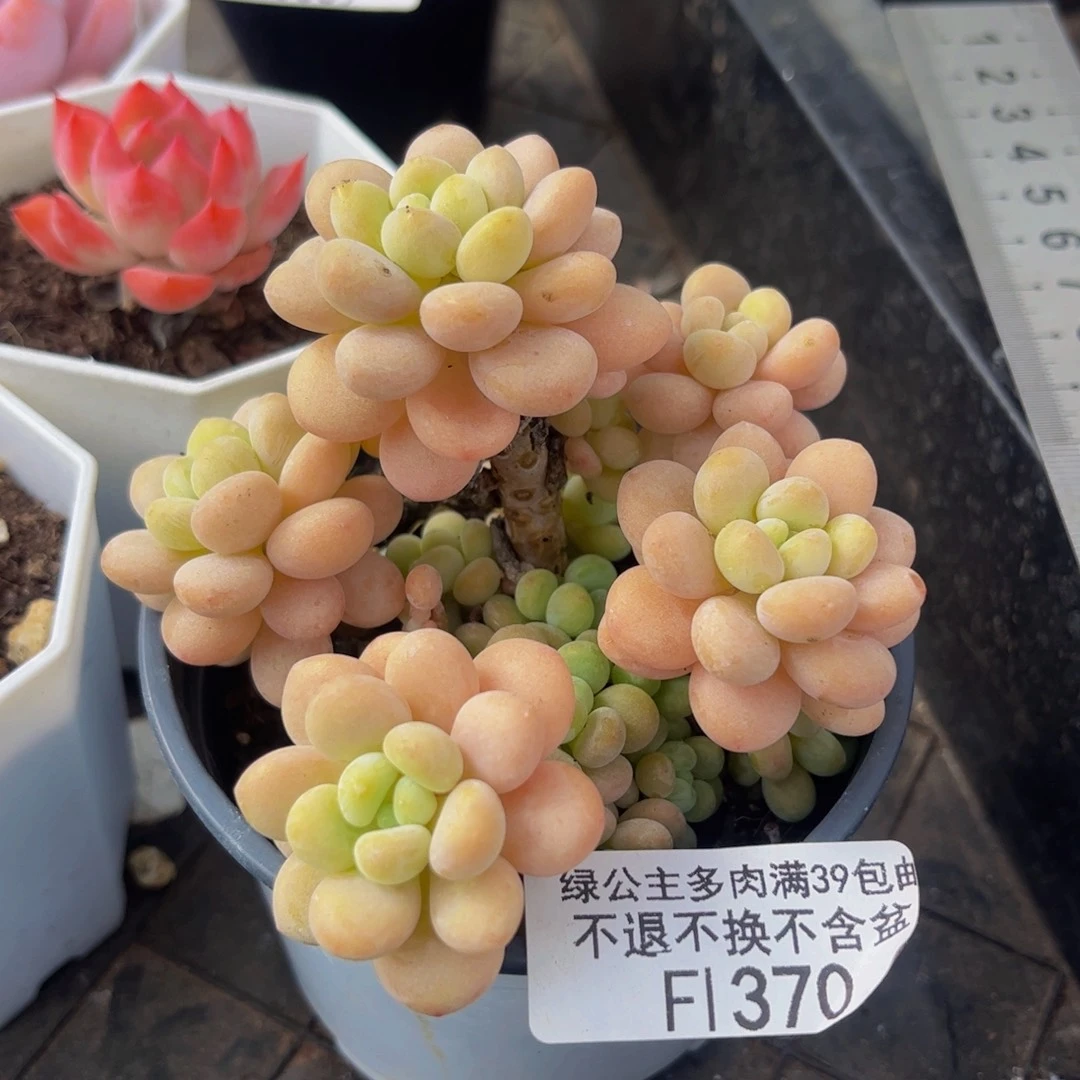 370-洛可可多肉6cm