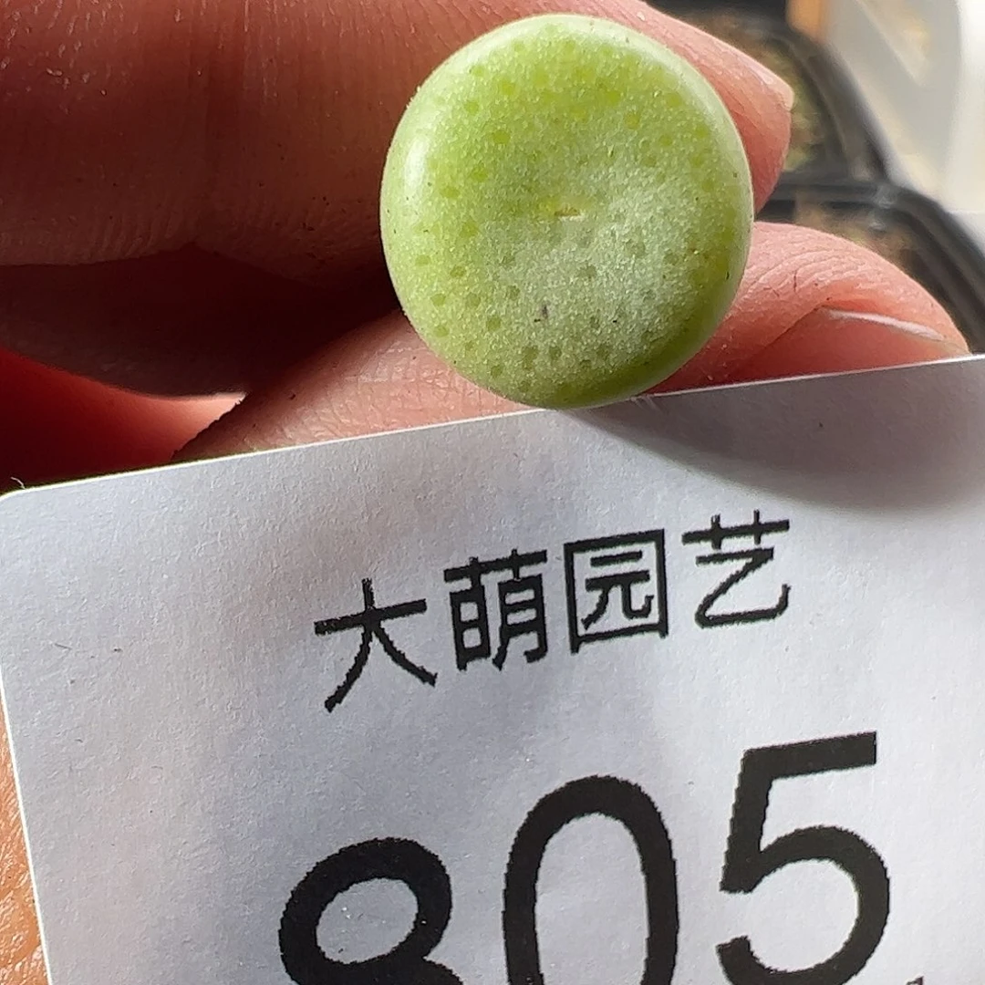 0000805 一物一拍……