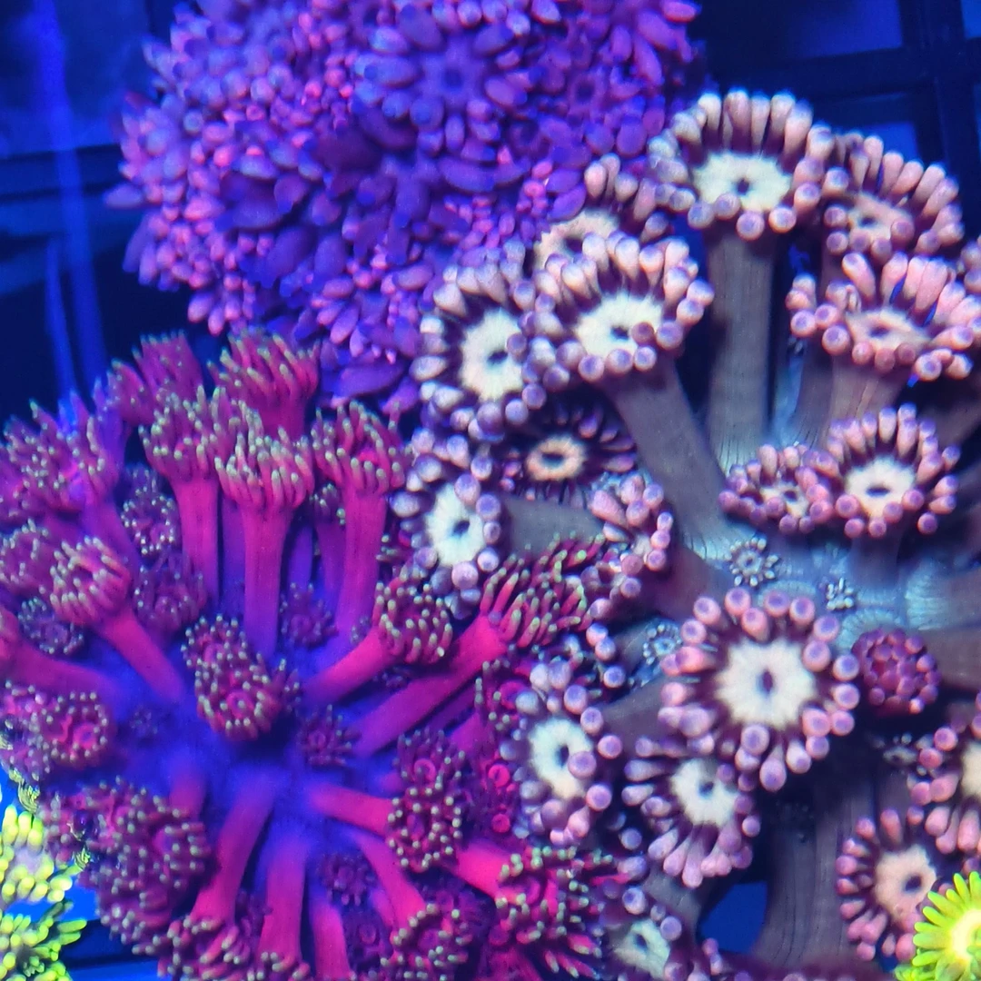 直播福利金芯单包或硬骨二选一