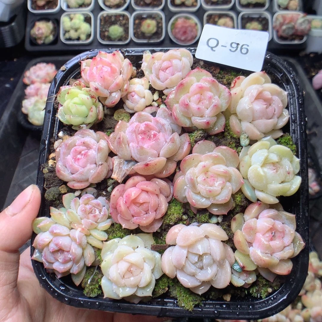 无花朵Q96。yyyuyyy