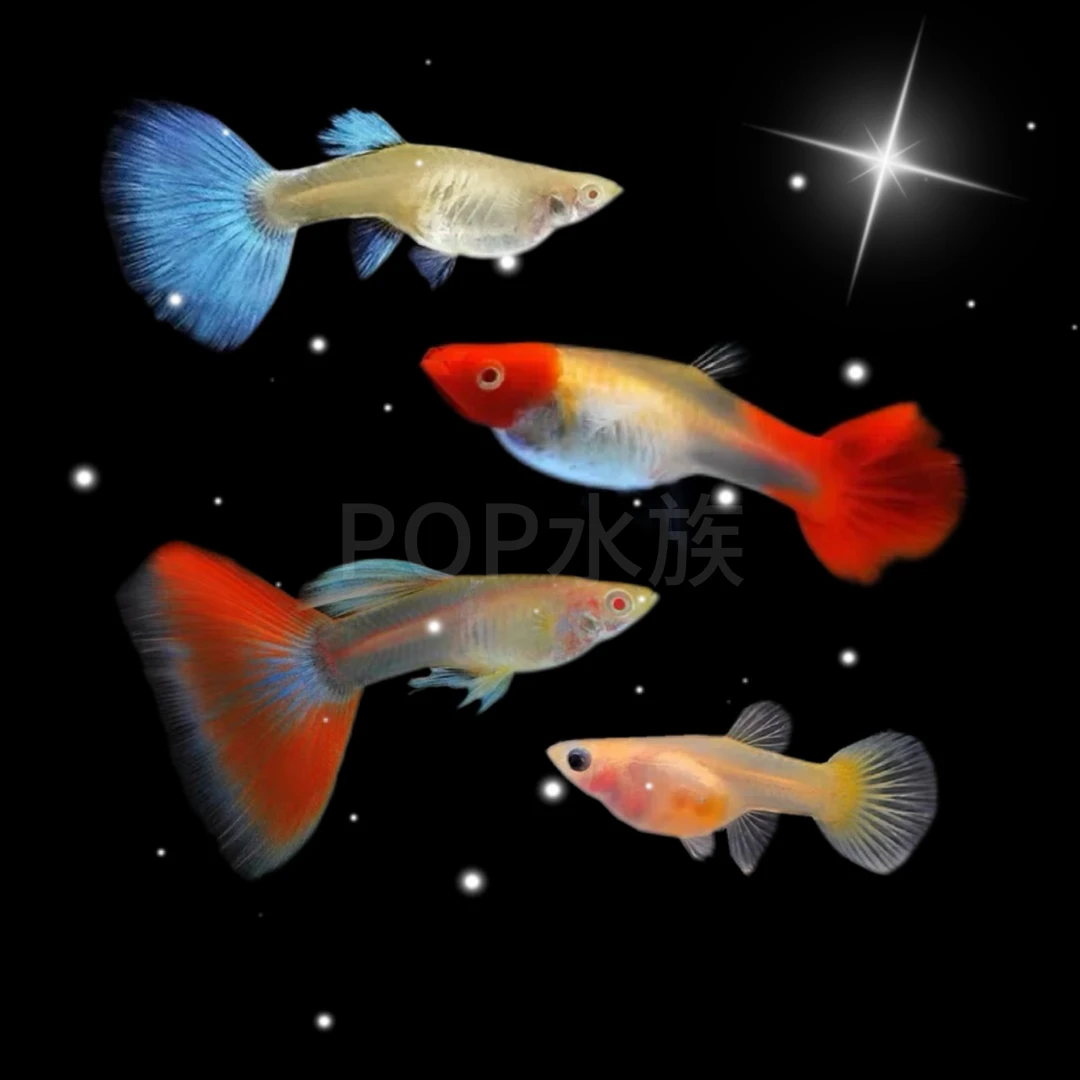 经典全家福孔雀鱼组合