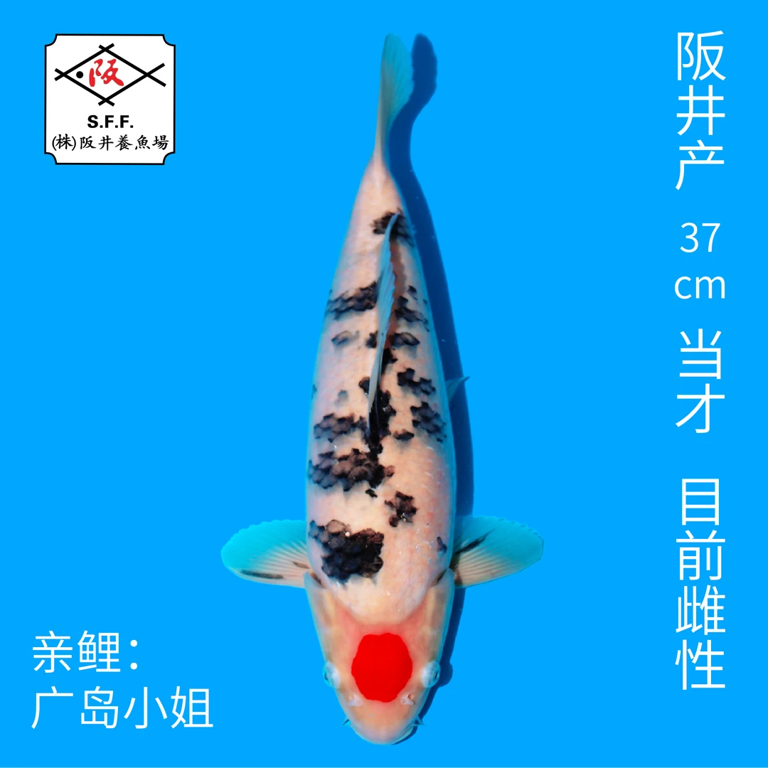 阪井精品当才母鱼进口锦鲤务必索取视频以确保品质不包邮运费到付