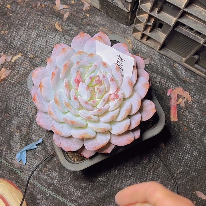 美**美824///////////////