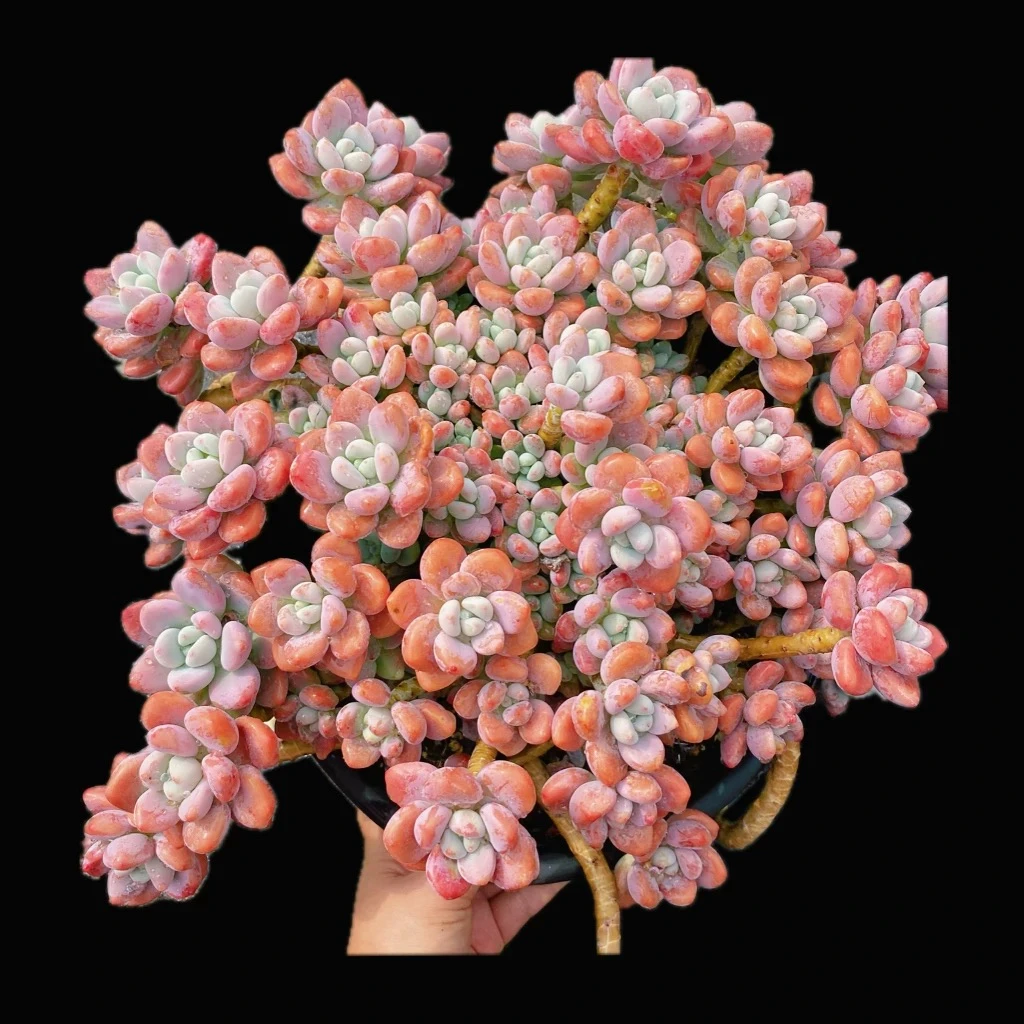 三岁家 老桩超大红洛神 (脱土）好看好养 多肉植物 星花怒放