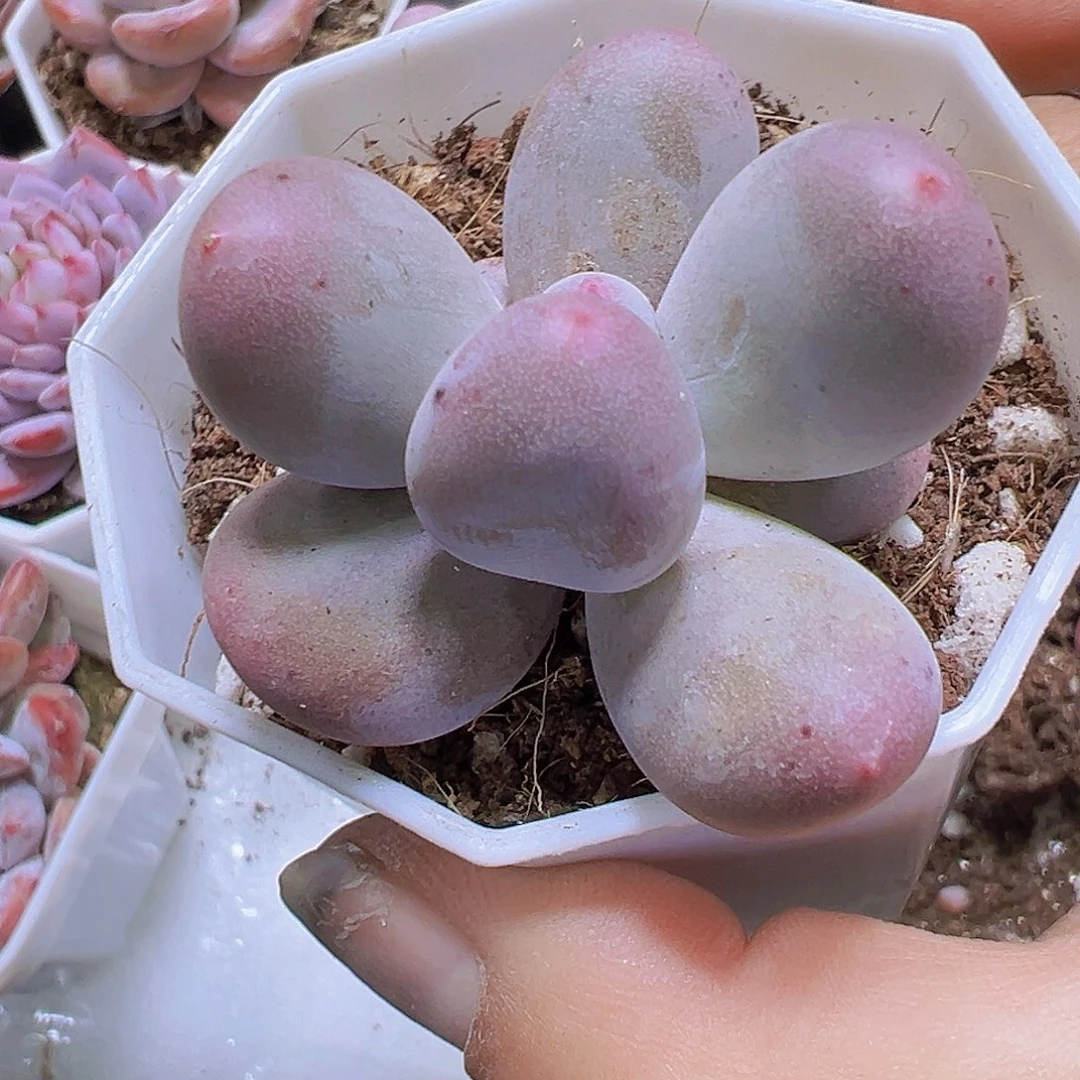 米可奶19包邮多肉植物