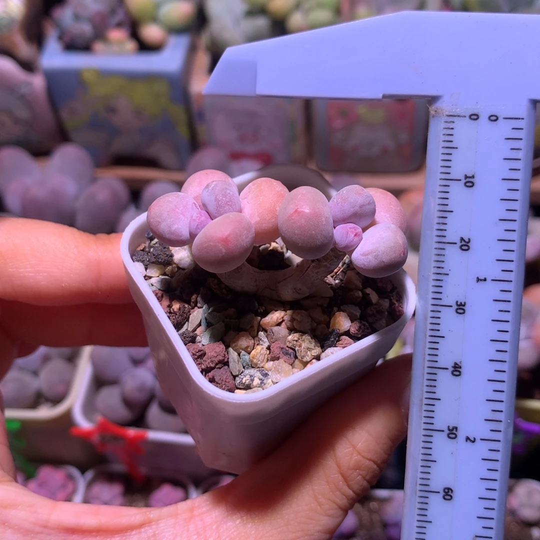 黄金鸡蛋大叶奶 精品韩国奶酪多肉