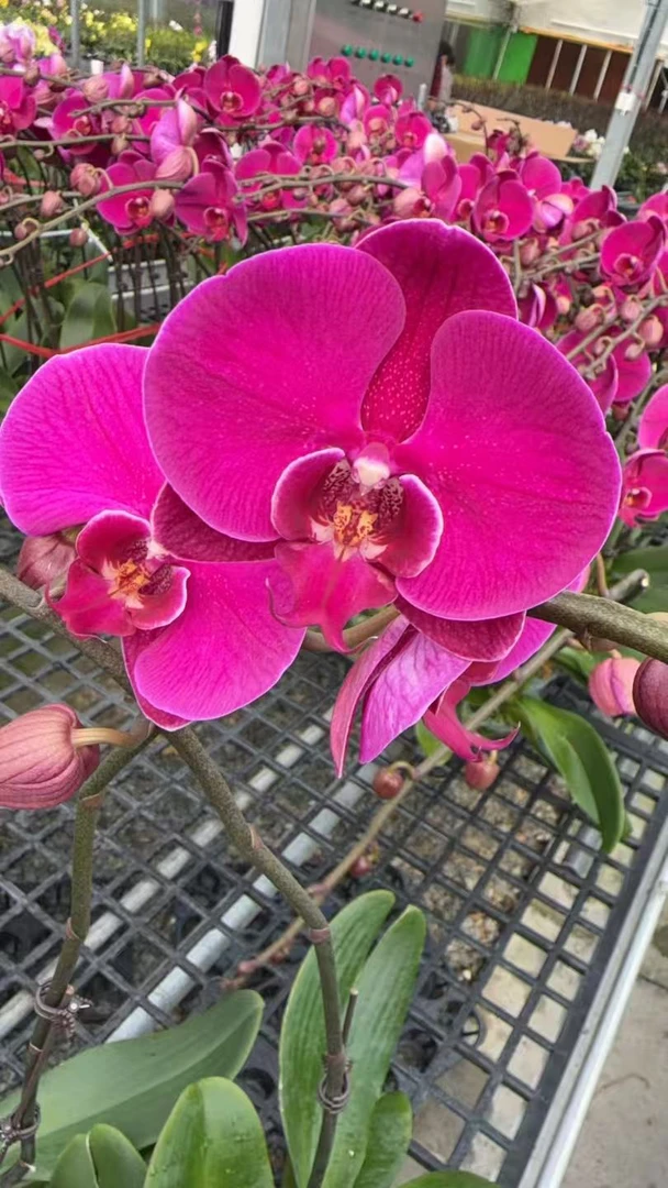 【大辣椒】蝴蝶兰中大花型室内观赏绿植花卉带花带花苞全部开放