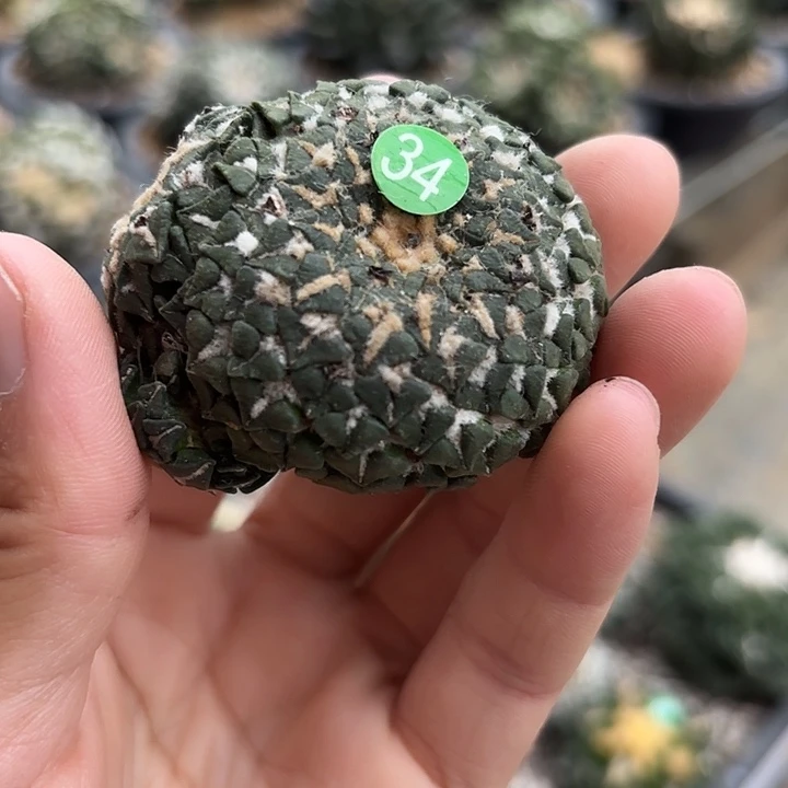 凌***半袖蒲嫁接仙人球34