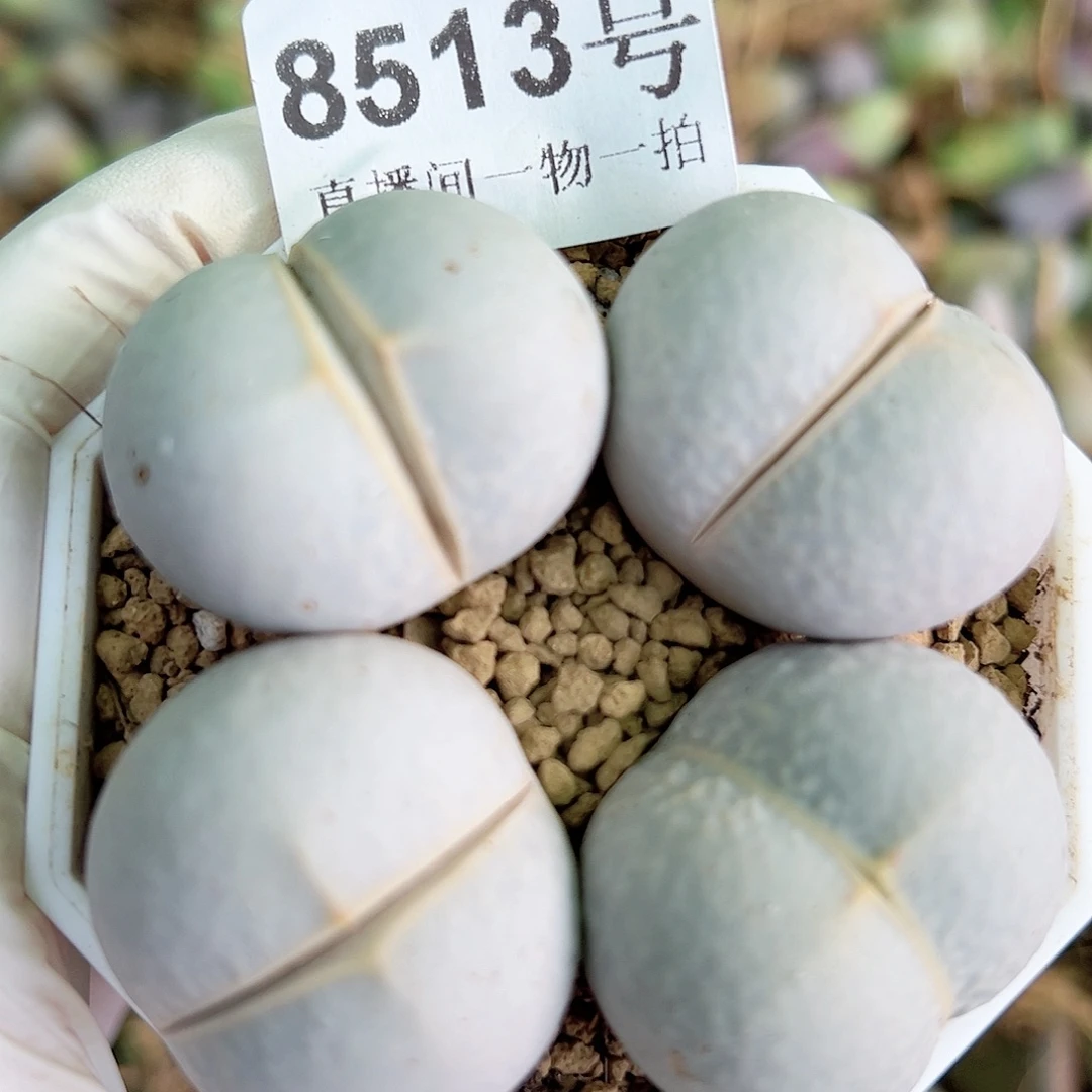 8513 好养易活生石花大母本