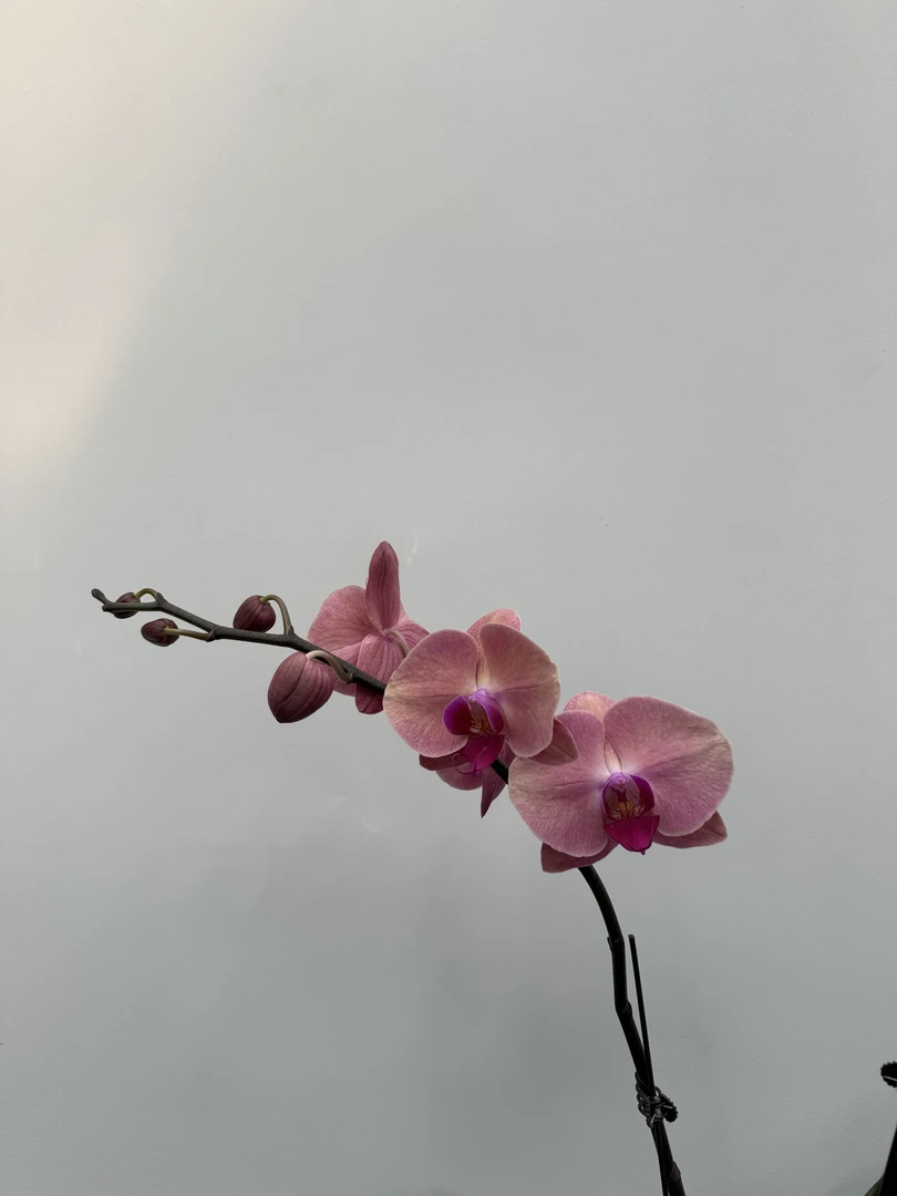 【小安童】蝴蝶兰带花带花苞室内前台喜事乔迁送礼懒人小白年宵花