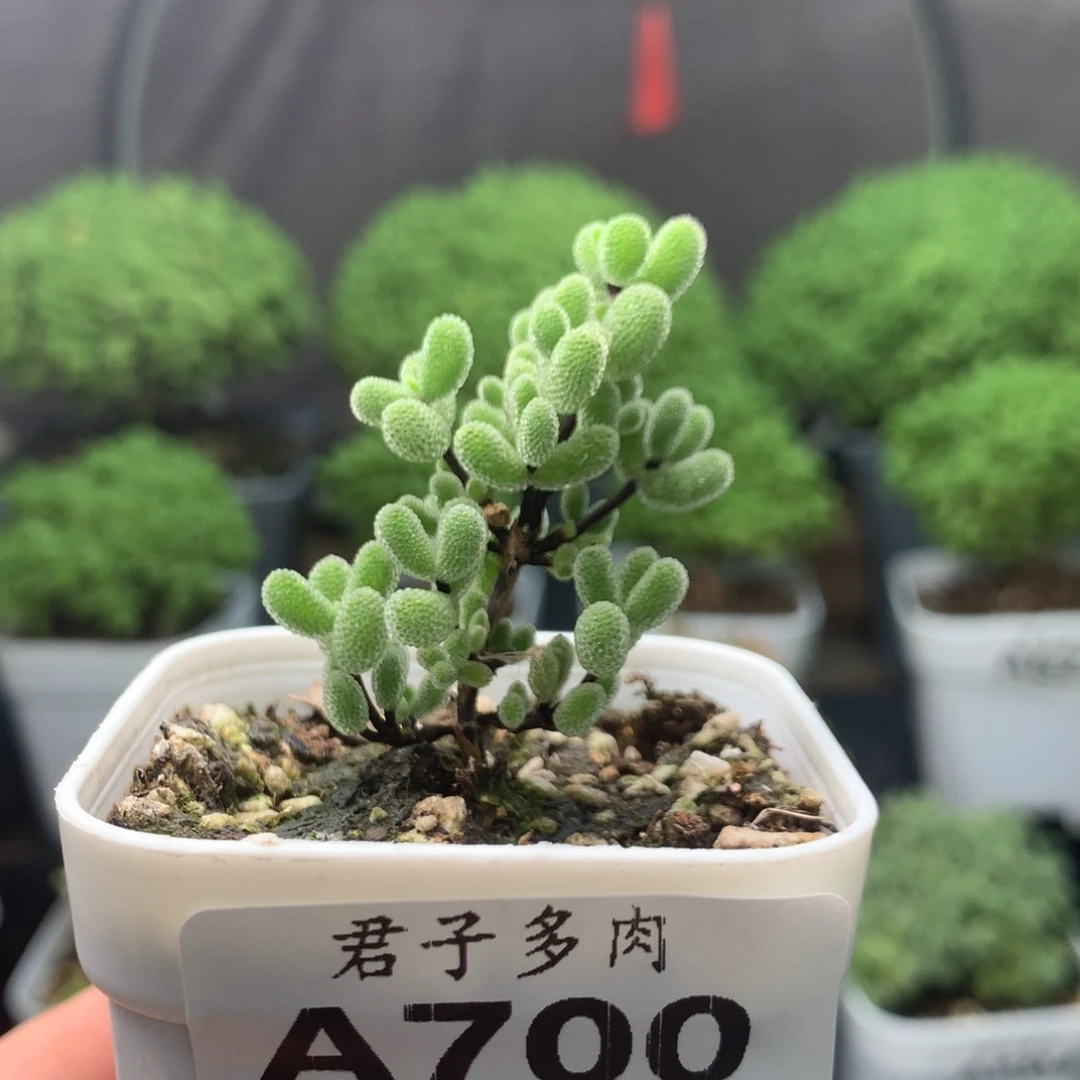 700翡翠。