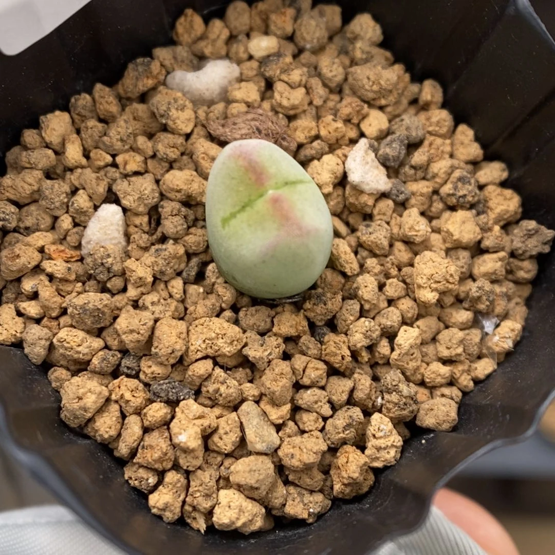 多肉植物肉锥杂交K-3351 毛将杂 三叉纹