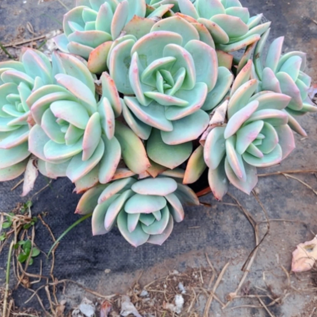 【闪购商品】S***s白凤