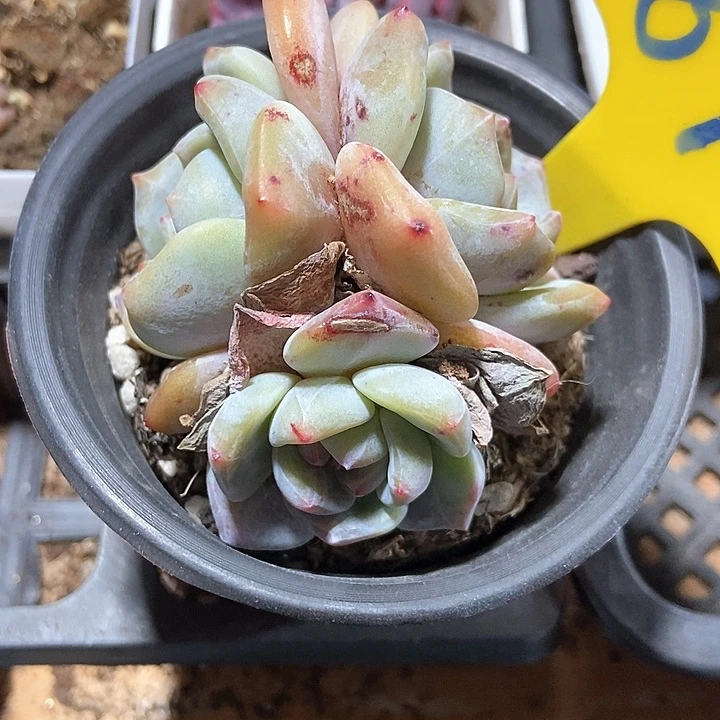 多肉植物石榴籽890