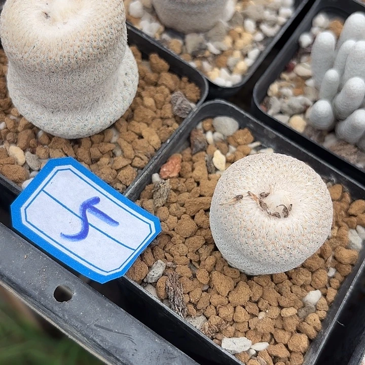 东***马苗接落地小人帽两颗05