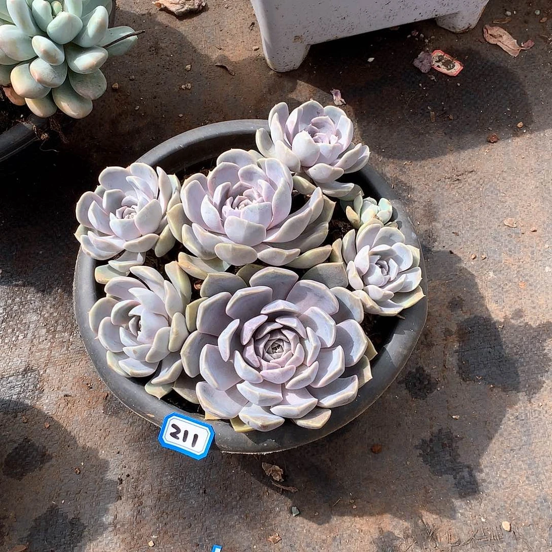 211汉堡 一物一拍多肉