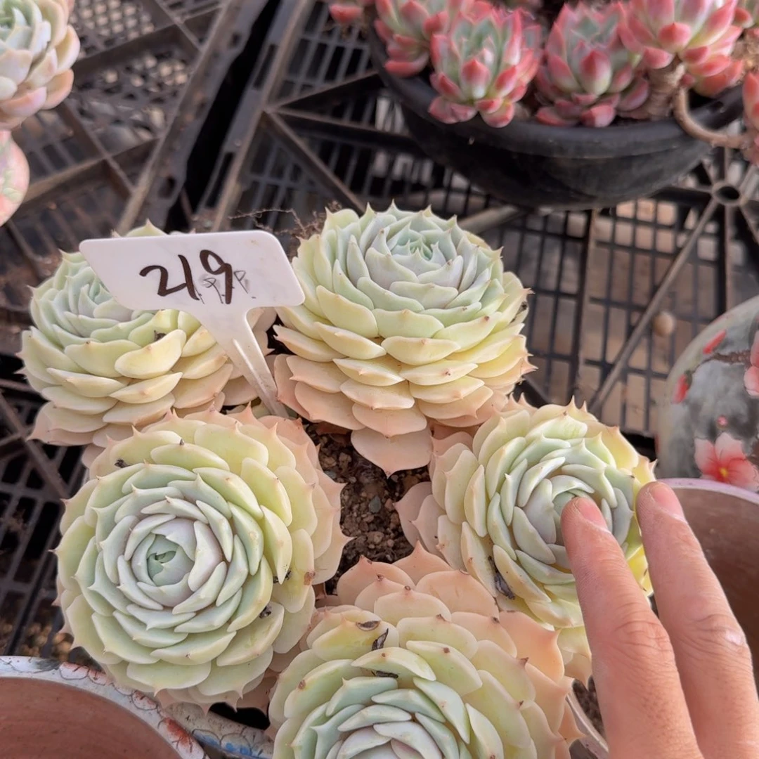 多肉植物和野生植物