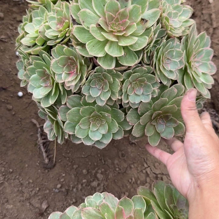 7241二号棚莲花座E