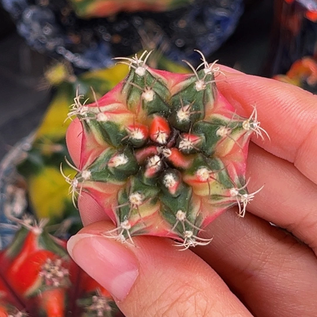 粉豪臀 米哈仙人球