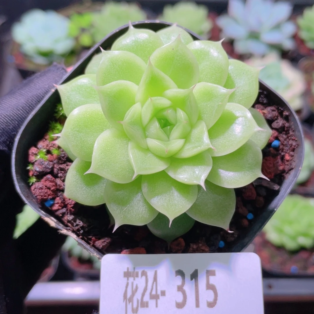 花利美24-315麦秆