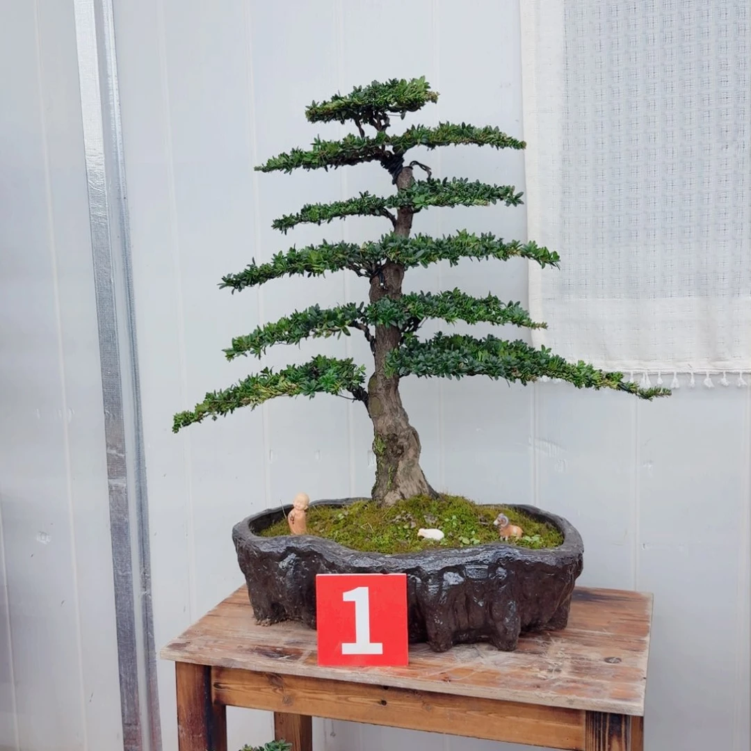 树木罗汉松盆景 一物一拍