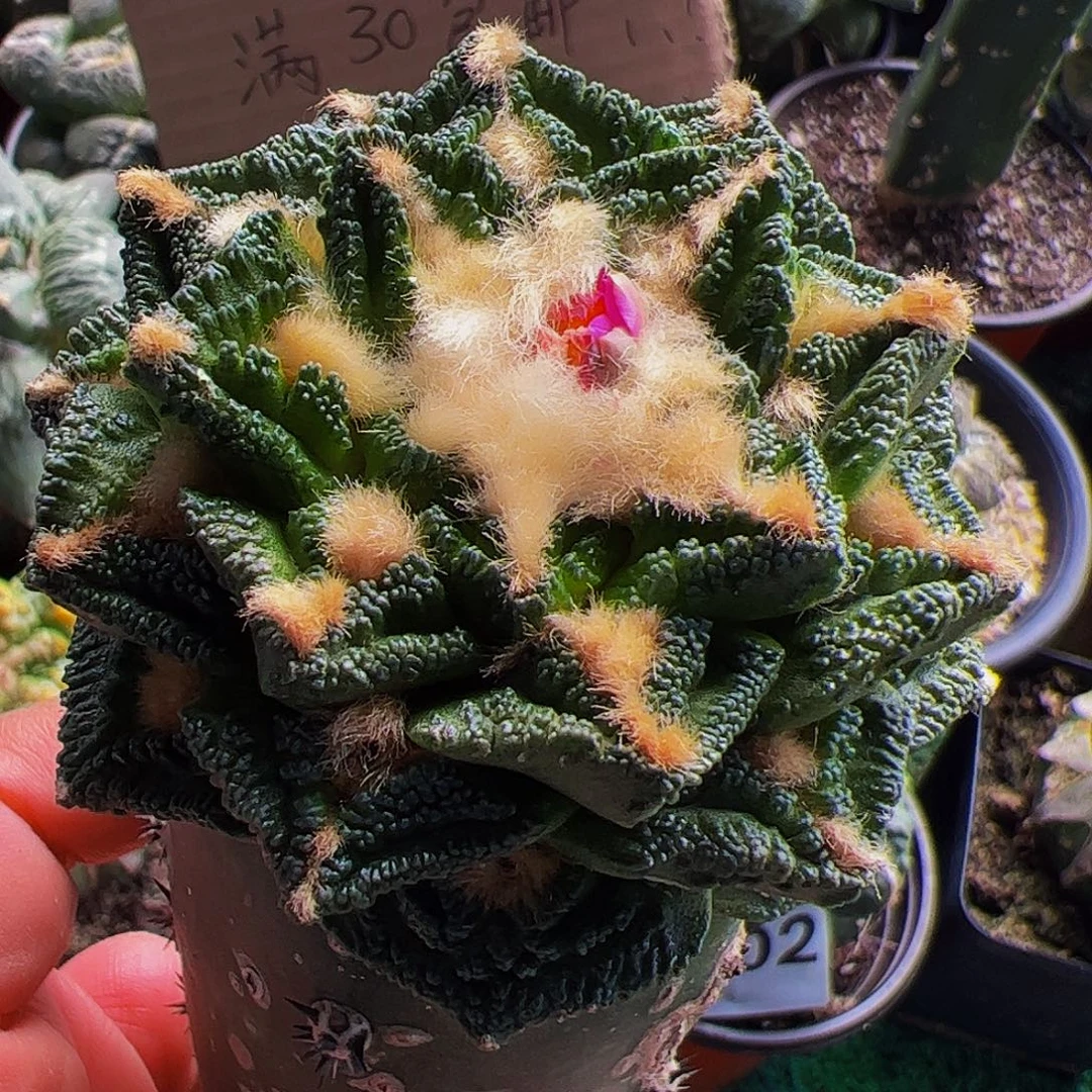 无花朵金毛隔尤辛顿有点歪头710