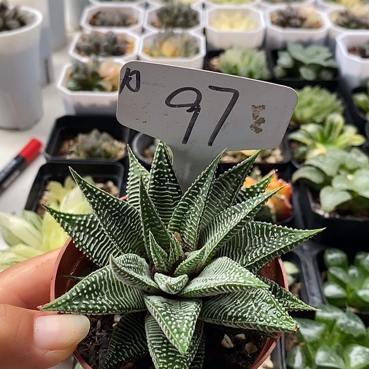 97叶芦荟好上上上