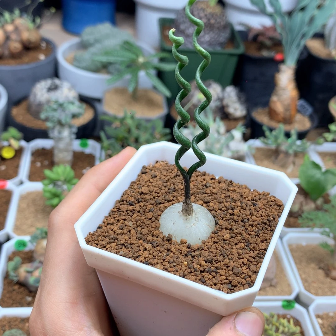 钢丝弹簧草多肉带盆