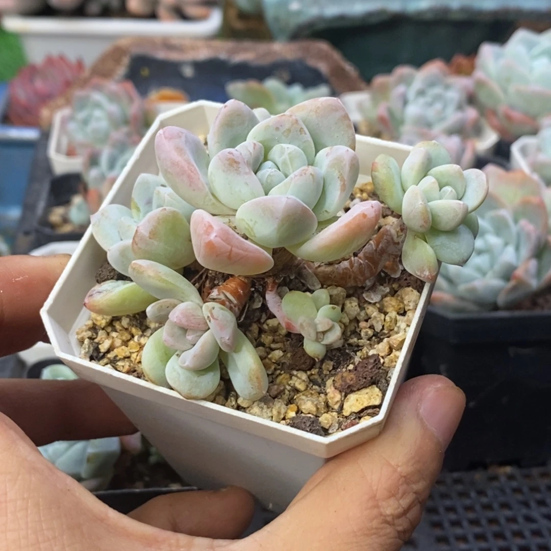 冰玉自然群小老桩7厘米