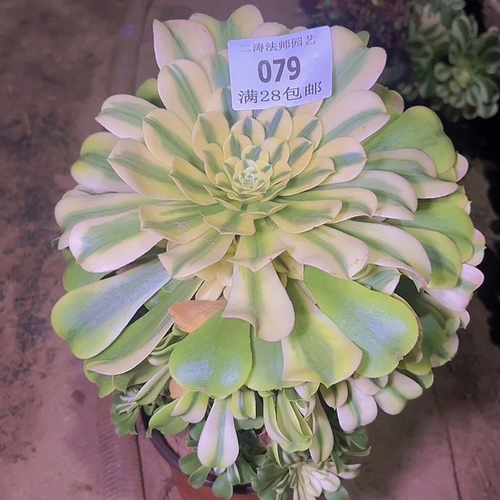 079辛尼亚多肉植物老桩