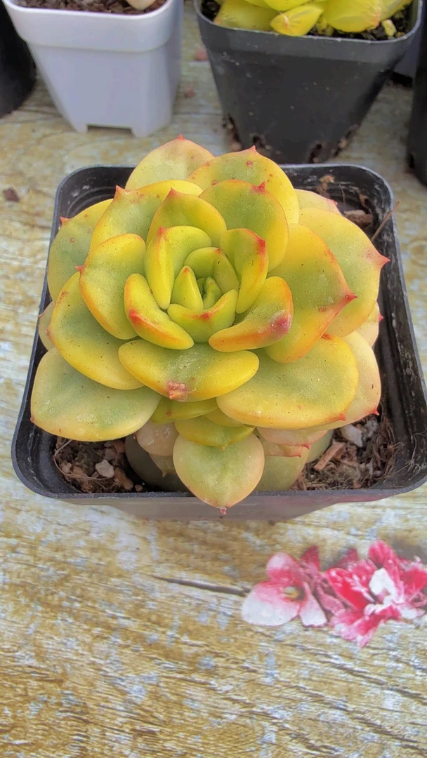 蜡牡丹锦（满9.9包邮）