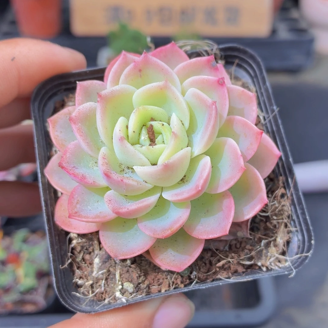哈密瓜多肉9.9包邮发货