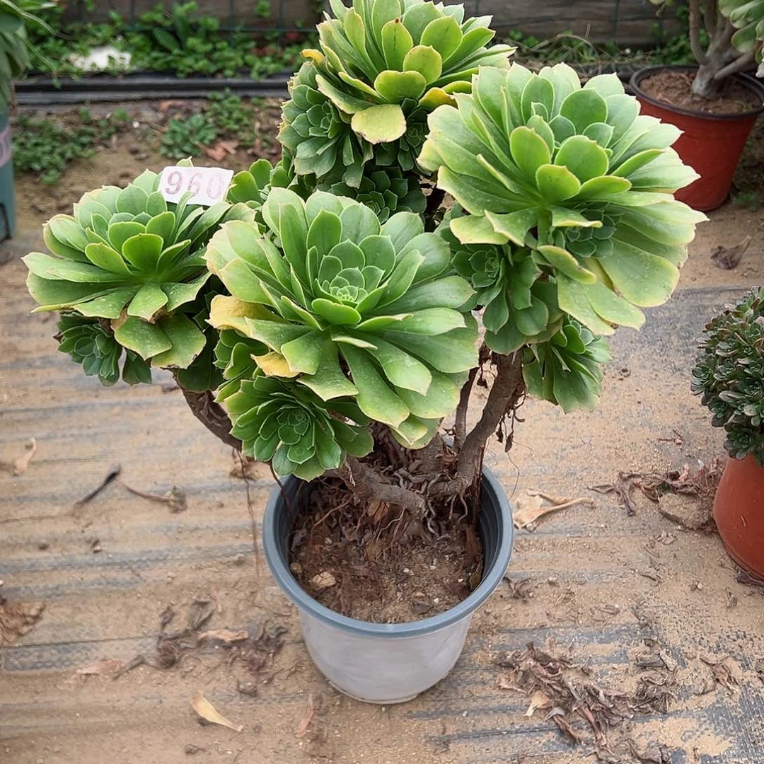 紫砂茶宠妖桩金秋老桩960