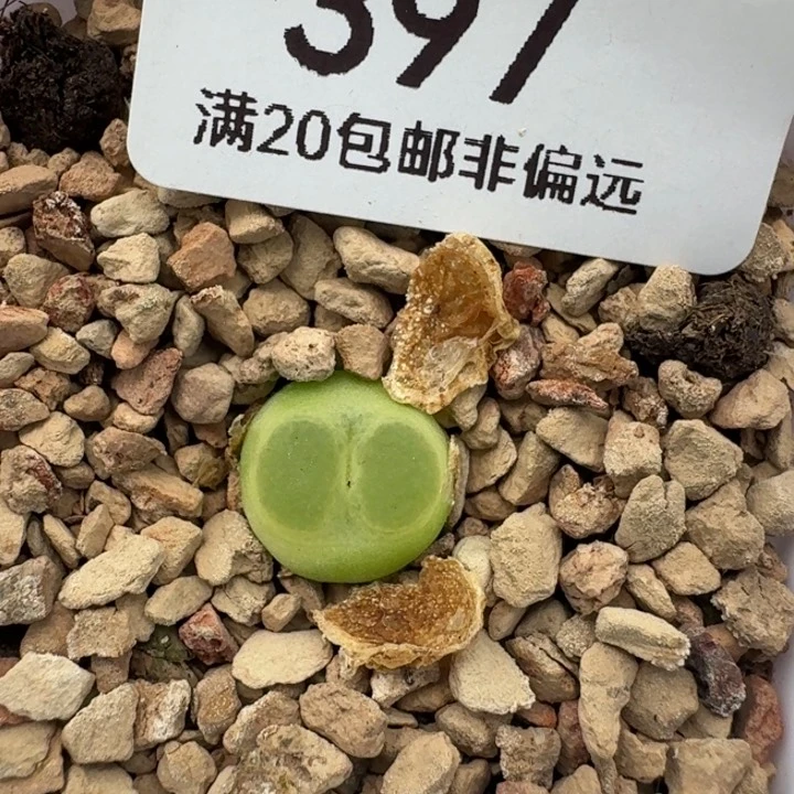 397带盆发货拉登土。