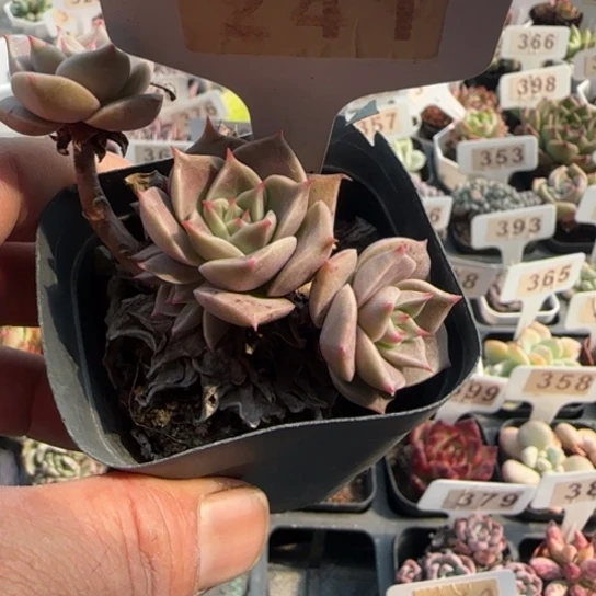 241杂一物一拍多肉