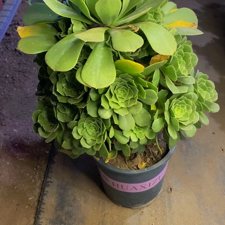 绿羊绒多肉断头不包4817