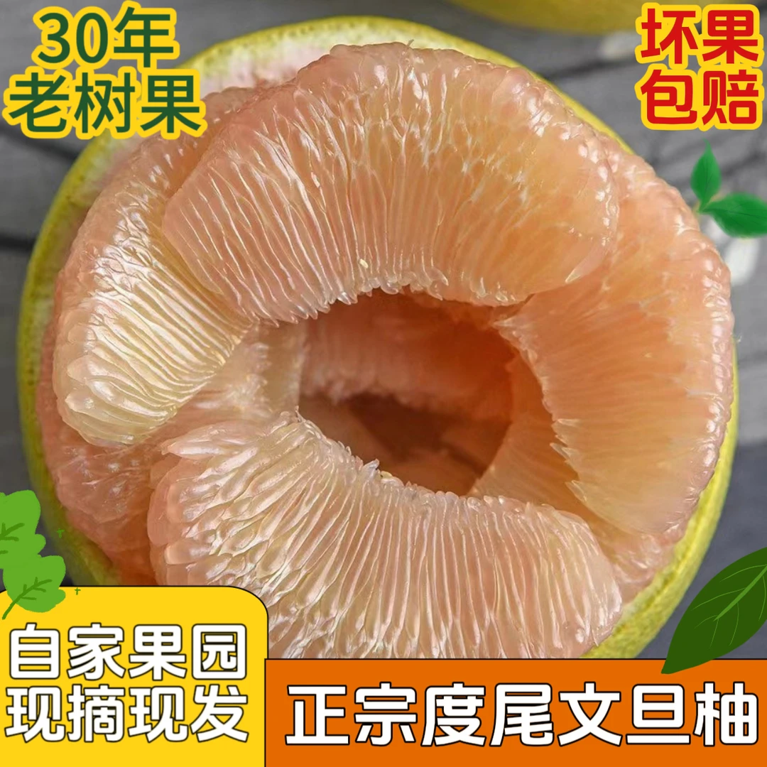 福建仙游度尾文旦柚老树柚子新鲜清甜爆汁孕妇时令果园现摘现发