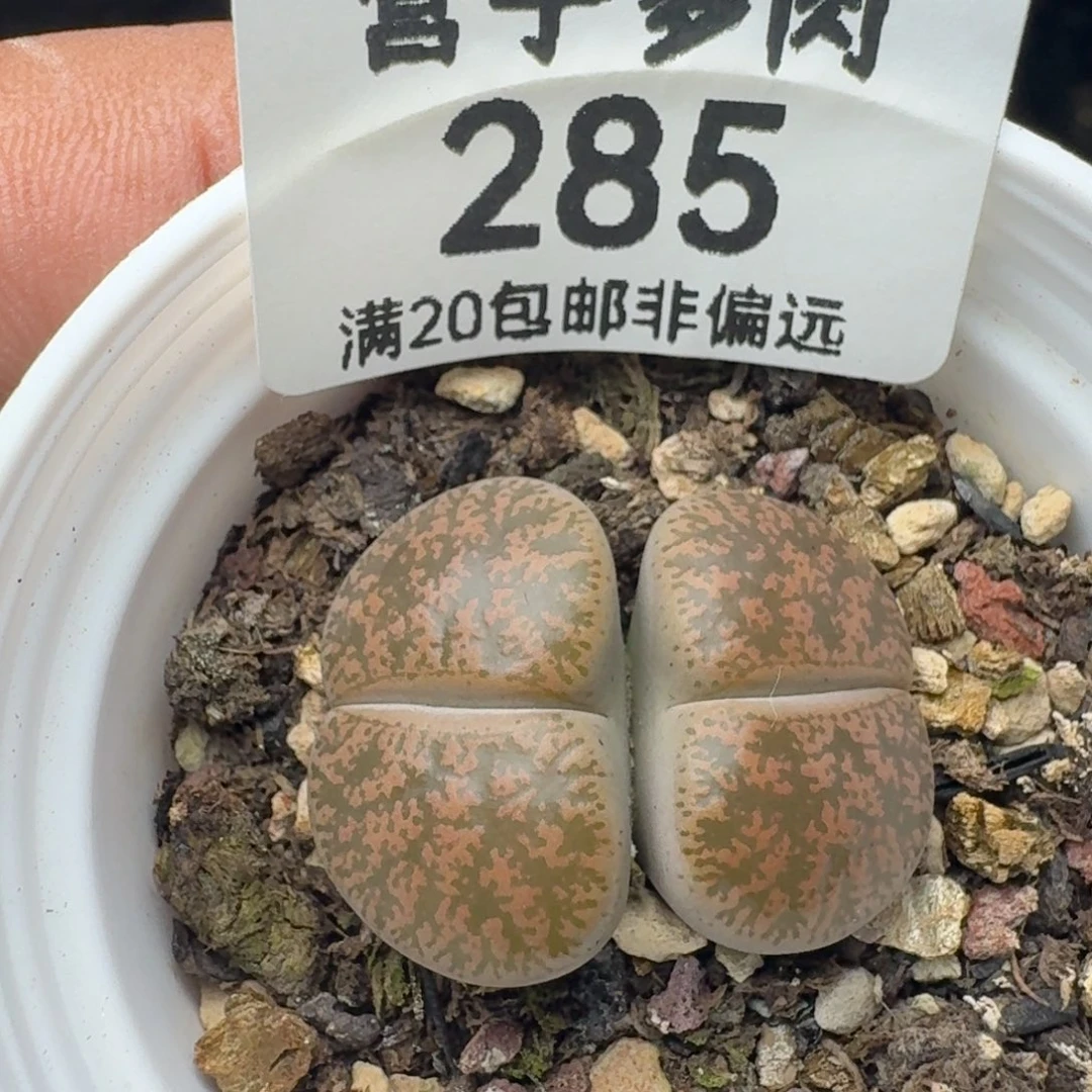 带盆土。