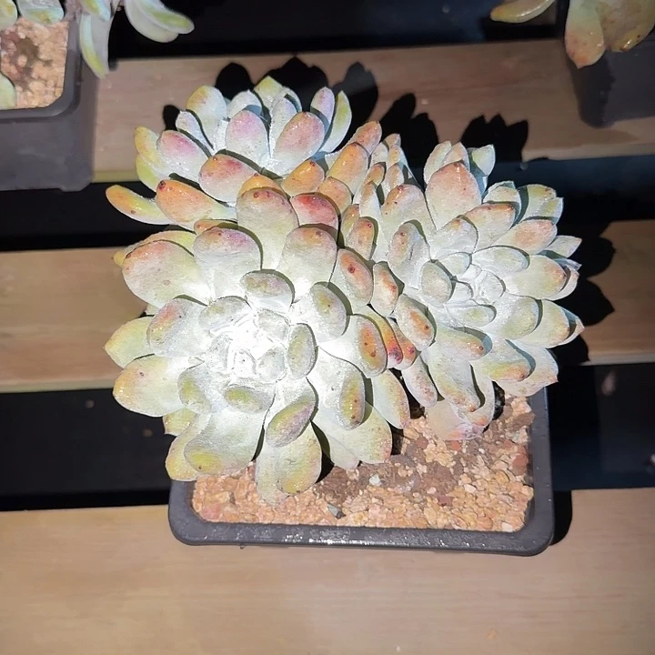 卿***园拇指仙女杯多肉植物