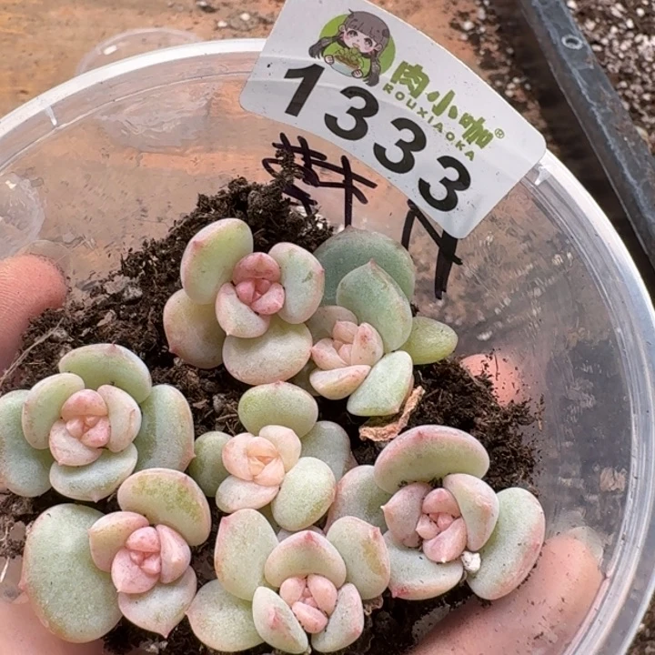 多肉植物多肉植物
