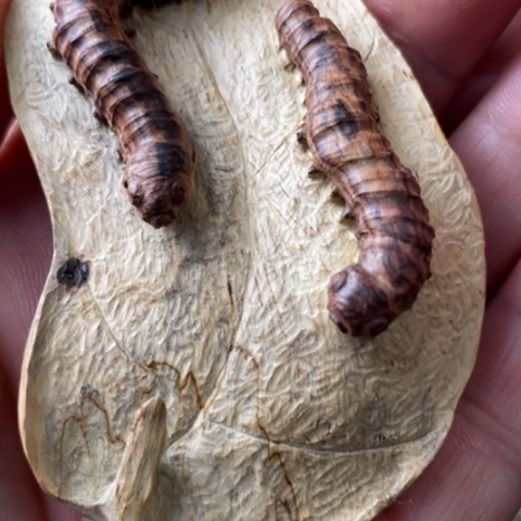 【闪购商品】把件黄花梨/降香黄檀明****6