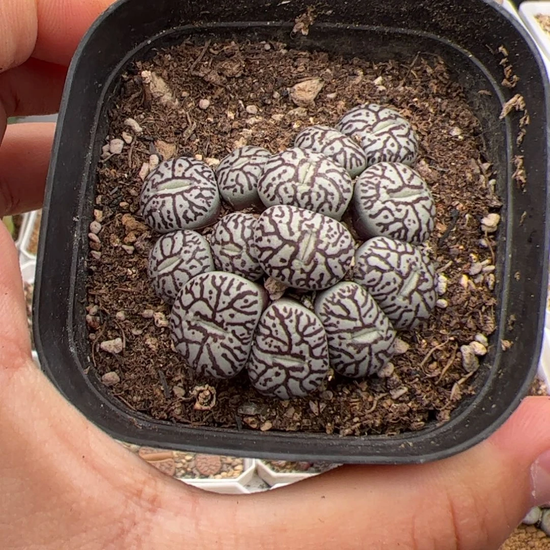 0299号墨小锥 多肉植物