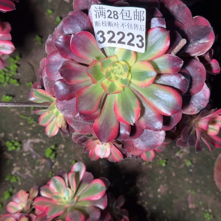 32223美杜莎不包断枝