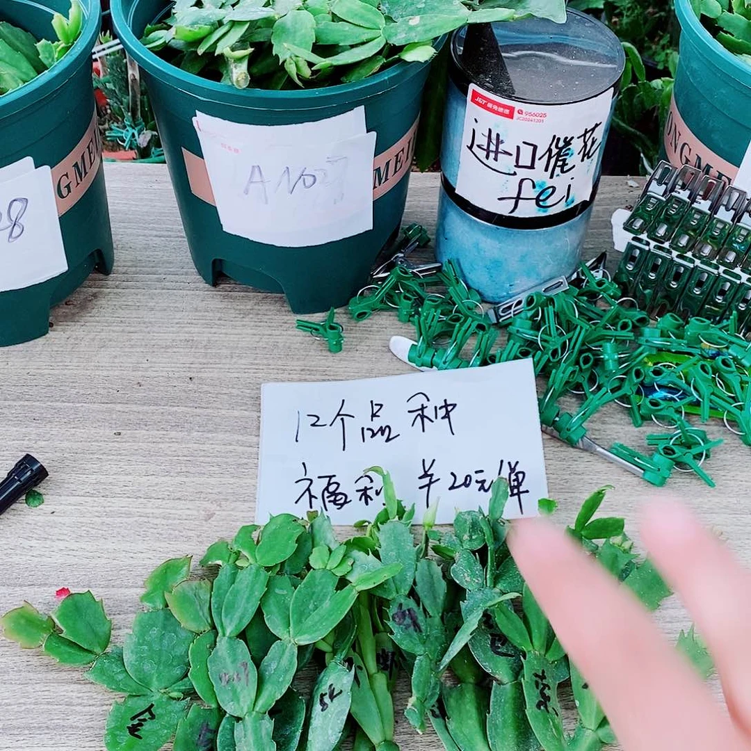 无花朵12个品种花色叶片福利