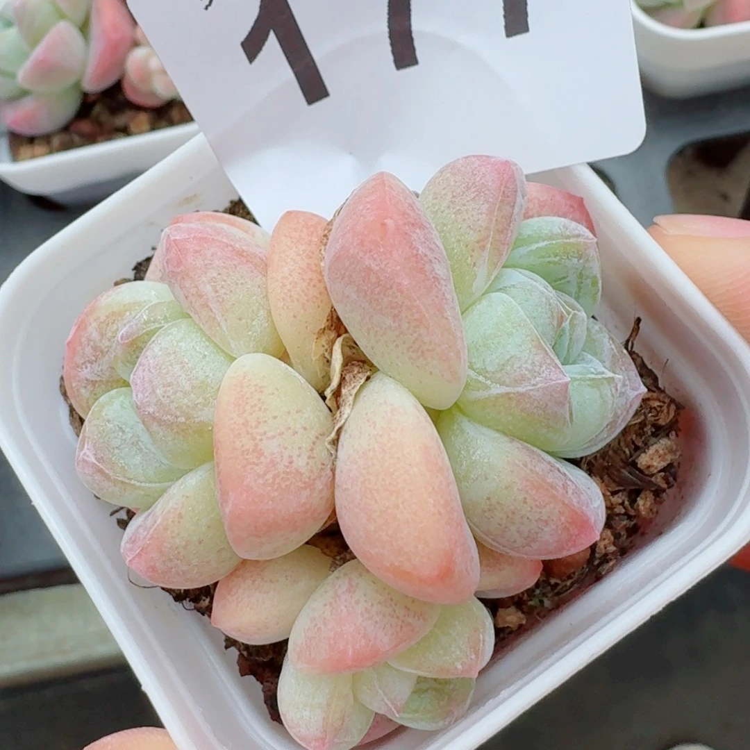小脸冰玉糖心冰玉            精美多肉植物