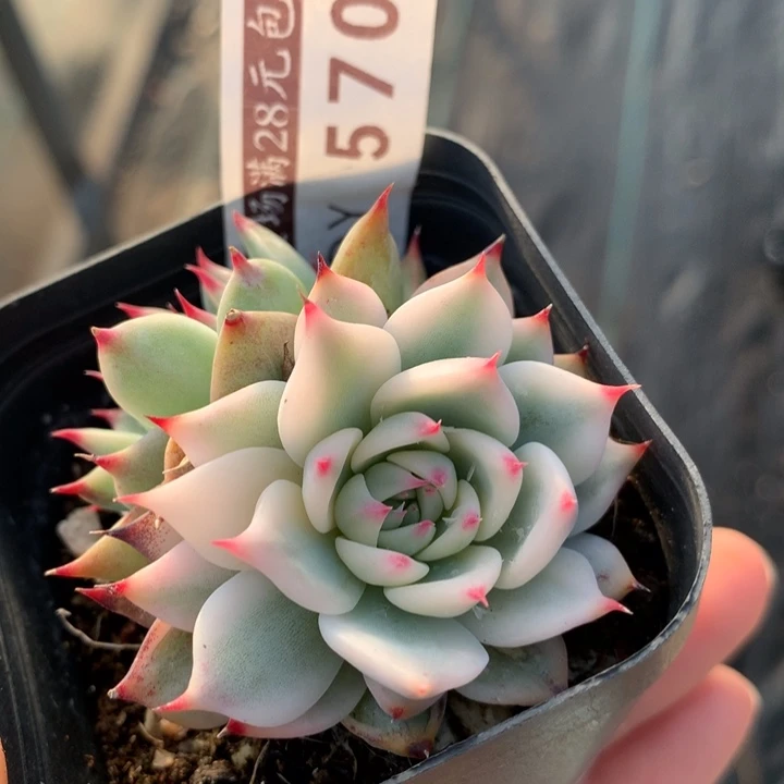 吉娃娃锦多肉植物