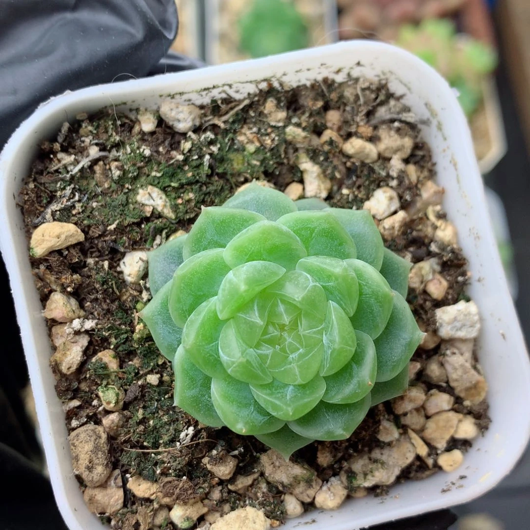 58包邮  群生不包整泼富87