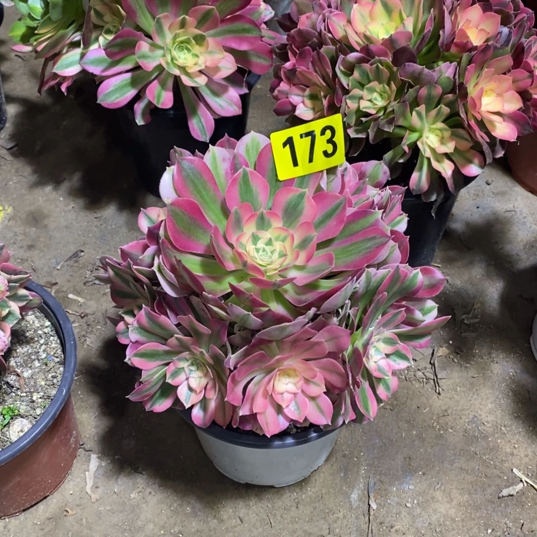 粉女巫多肉法师173