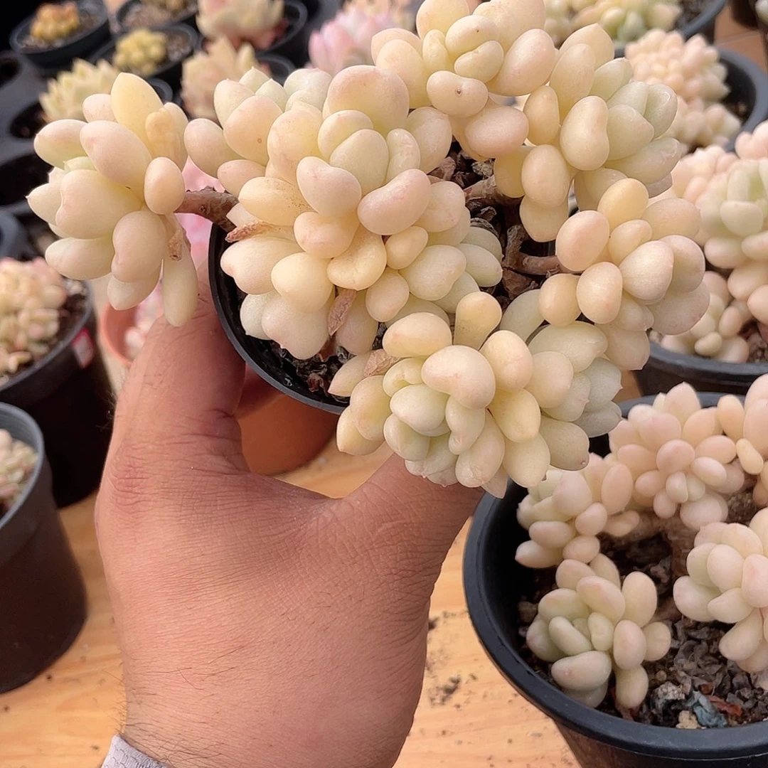 3106  比尔 六月六